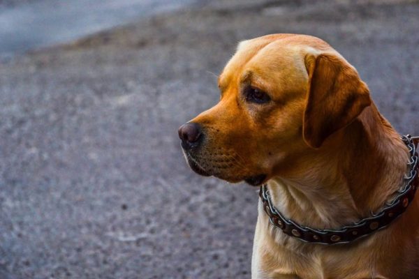 Правила вигулу небезпечних собак у Києві: що потрібно знати
