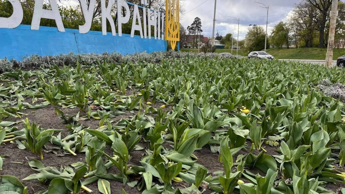 Вандали знищили тюльпани у Києві: комунальні служби відновлюють озеленення
