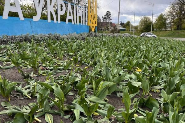 Вандали знищили тюльпани у Києві: комунальні служби відновлюють озеленення