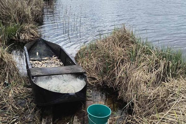 Браконьєрство на Броварщині: як поліція викрила незаконний вилов риби