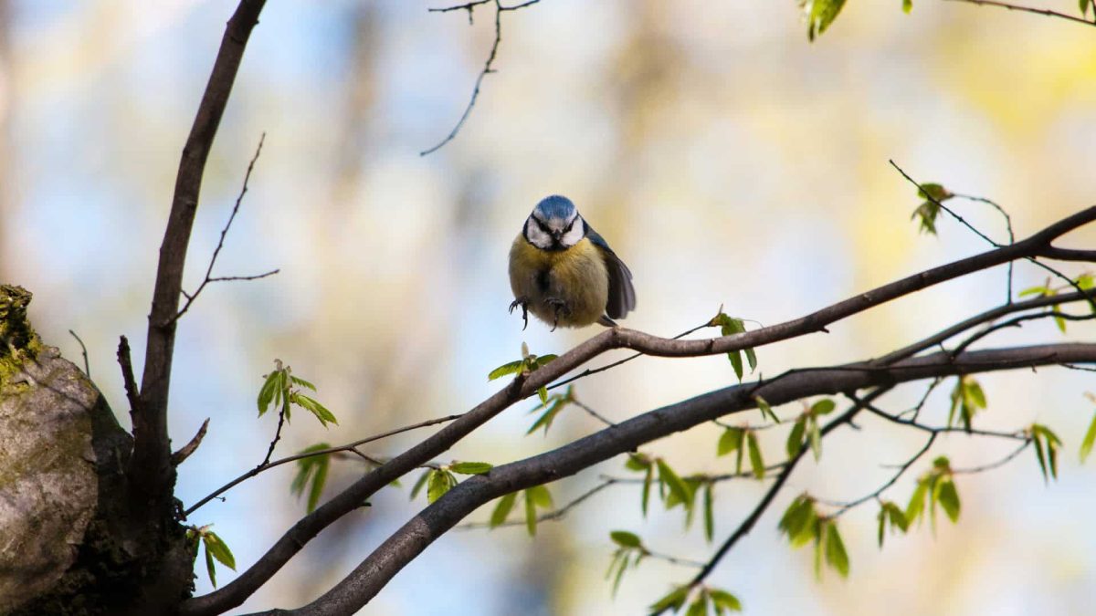 Як дерева впливають на Київ: Лісова енциклопедія від WWF