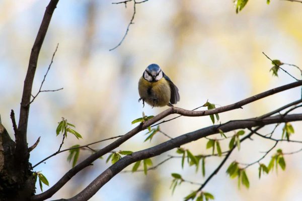 Як дерева впливають на Київ: Лісова енциклопедія від WWF