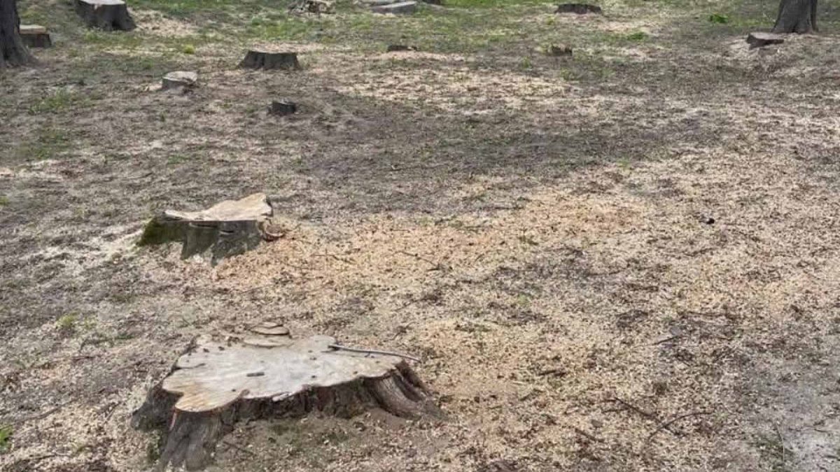 У Києві масове знищення дерев: 53 дерева вирубали в парку Крюківщини