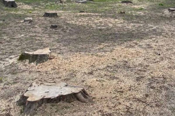У Києві масове знищення дерев: 53 дерева вирубали в парку Крюківщини