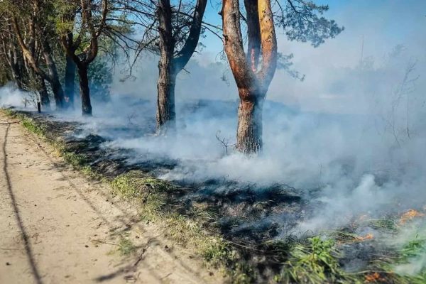Пожежі в Бучанському районі Києва: 11 займань на 5,6 га